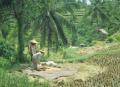 travailleuses bali.jpg